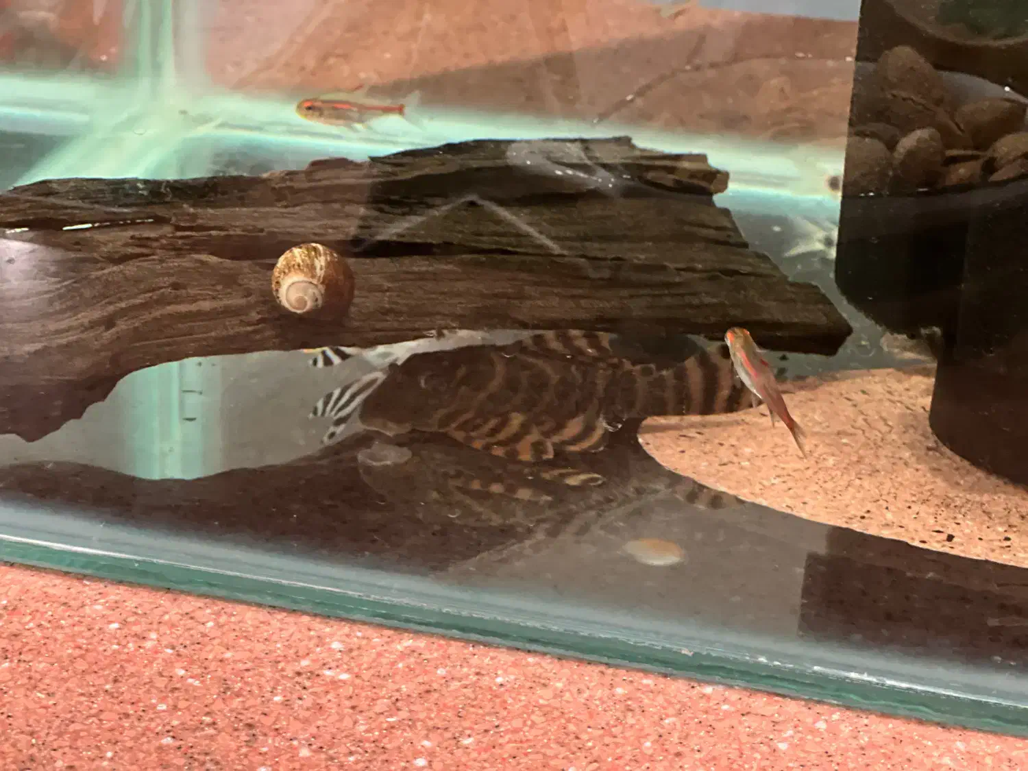 پلکو زبرا و تایگر و آنجل دودی|ماهی|تهران, زعفرانیه|دیوار