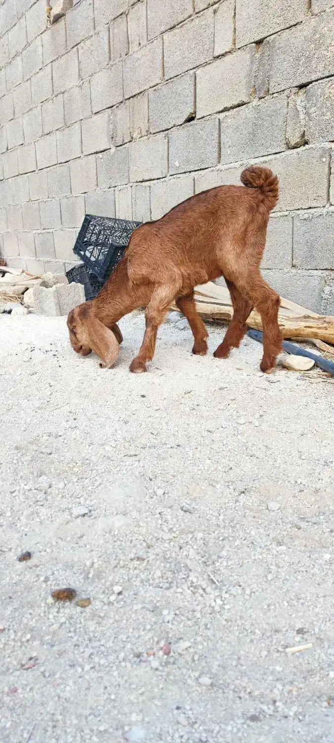 فروش کهره ماده ۲ماهه.بز.میش|حیوانات مزرعه|ریز, |دیوار