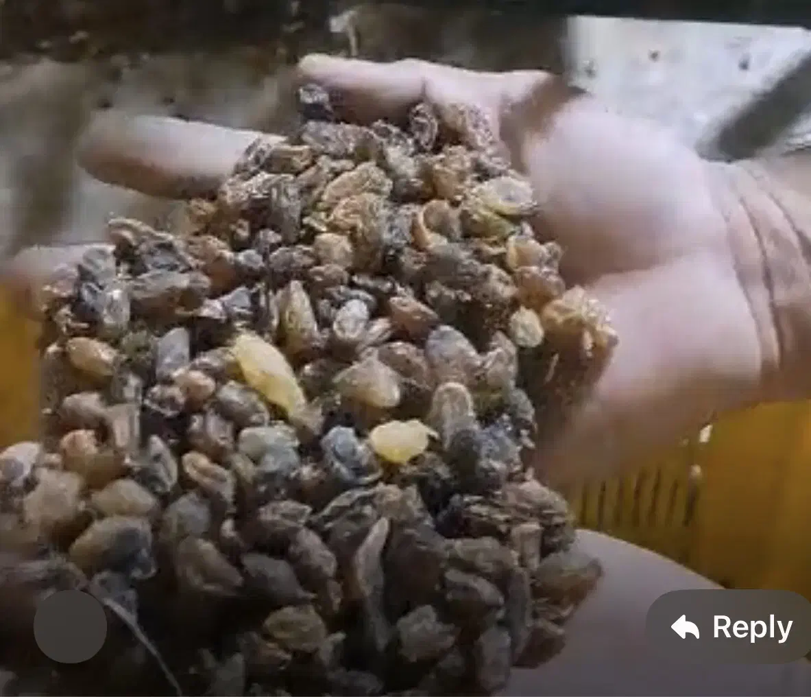 کشمش آفتابی کاشمر|خوردنی و آشامیدنی|قائم‌شهر, |دیوار