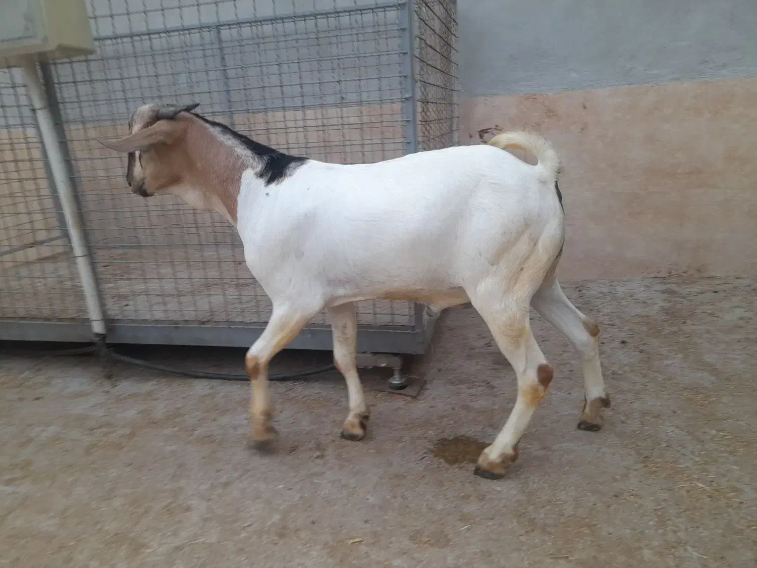 نر سومال ۱۰ ماهه|حیوانات مزرعه|تخت, |دیوار