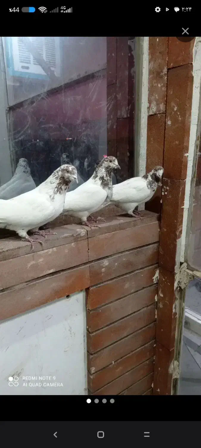 کبوتر|پرنده|تهران, فلسطین (میدان انقلاب)|دیوار