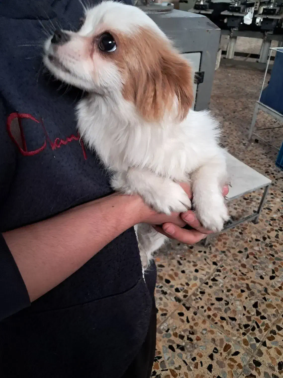 سگ واگذاری|سگ|نسیم‌شهر, |دیوار