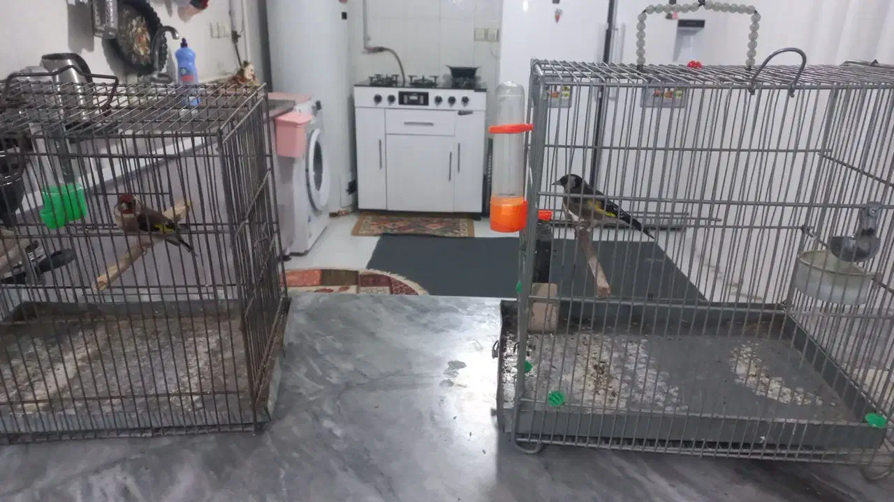 سهره|پرنده|کبودرآهنگ, |دیوار