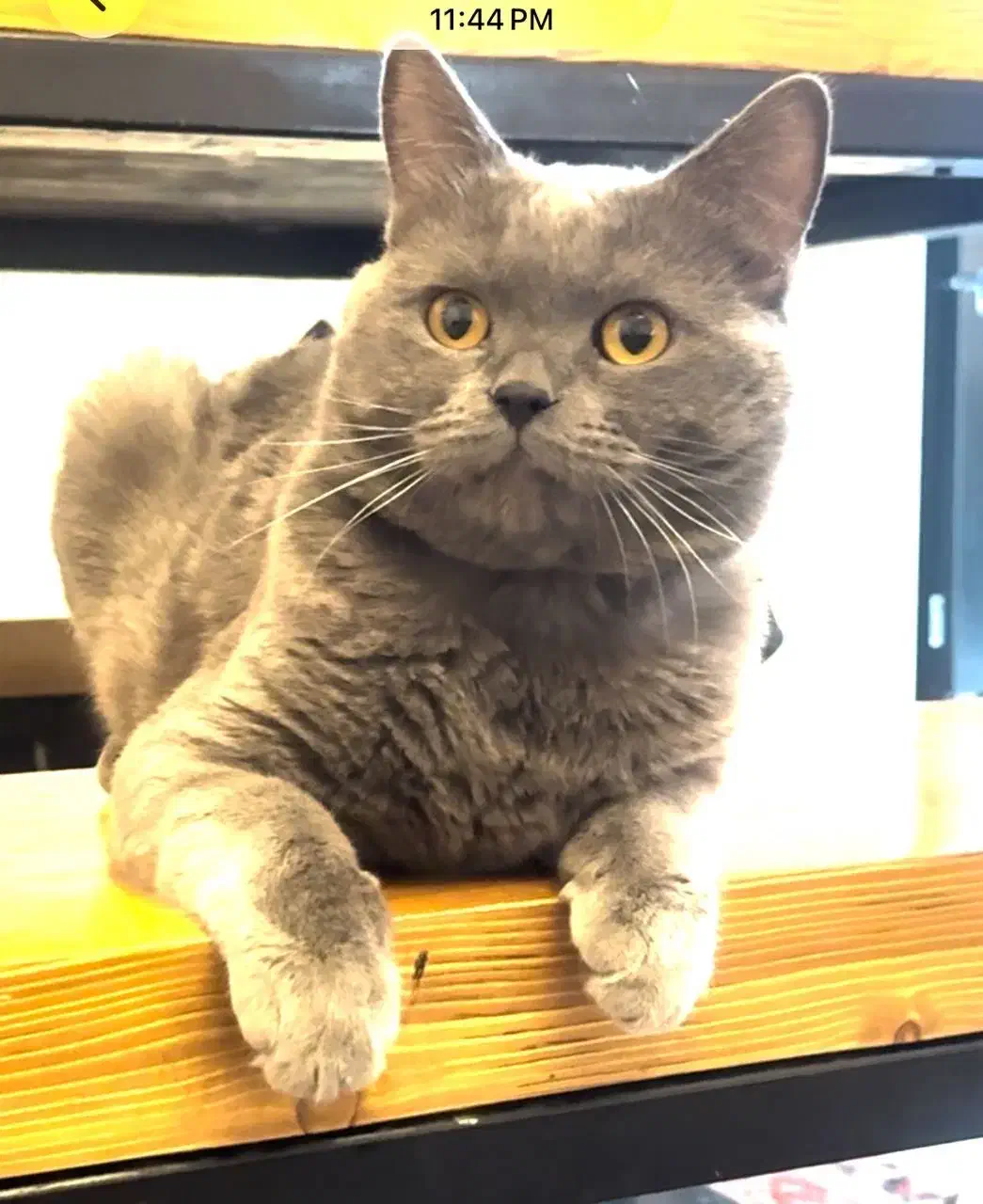 گمشده|حیوانات|پردیس, فاز ۲|دیوار