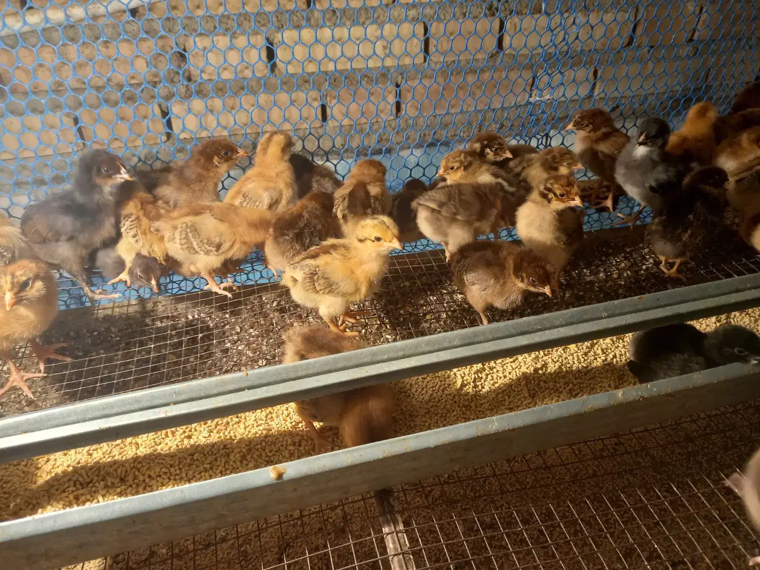 جوجه محلی گلپایگان|حیوانات مزرعه|گنبد کاووس, |دیوار