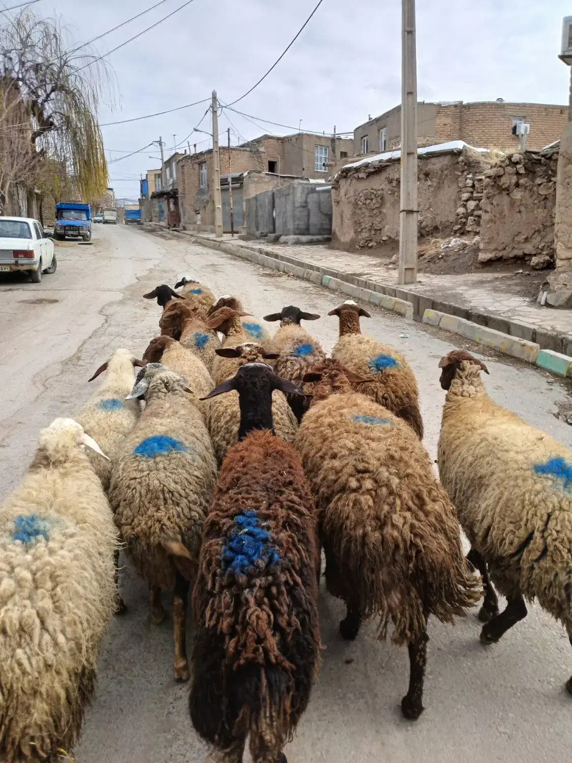 گوسفند آبستن|حیوانات مزرعه|جوانرود, |دیوار