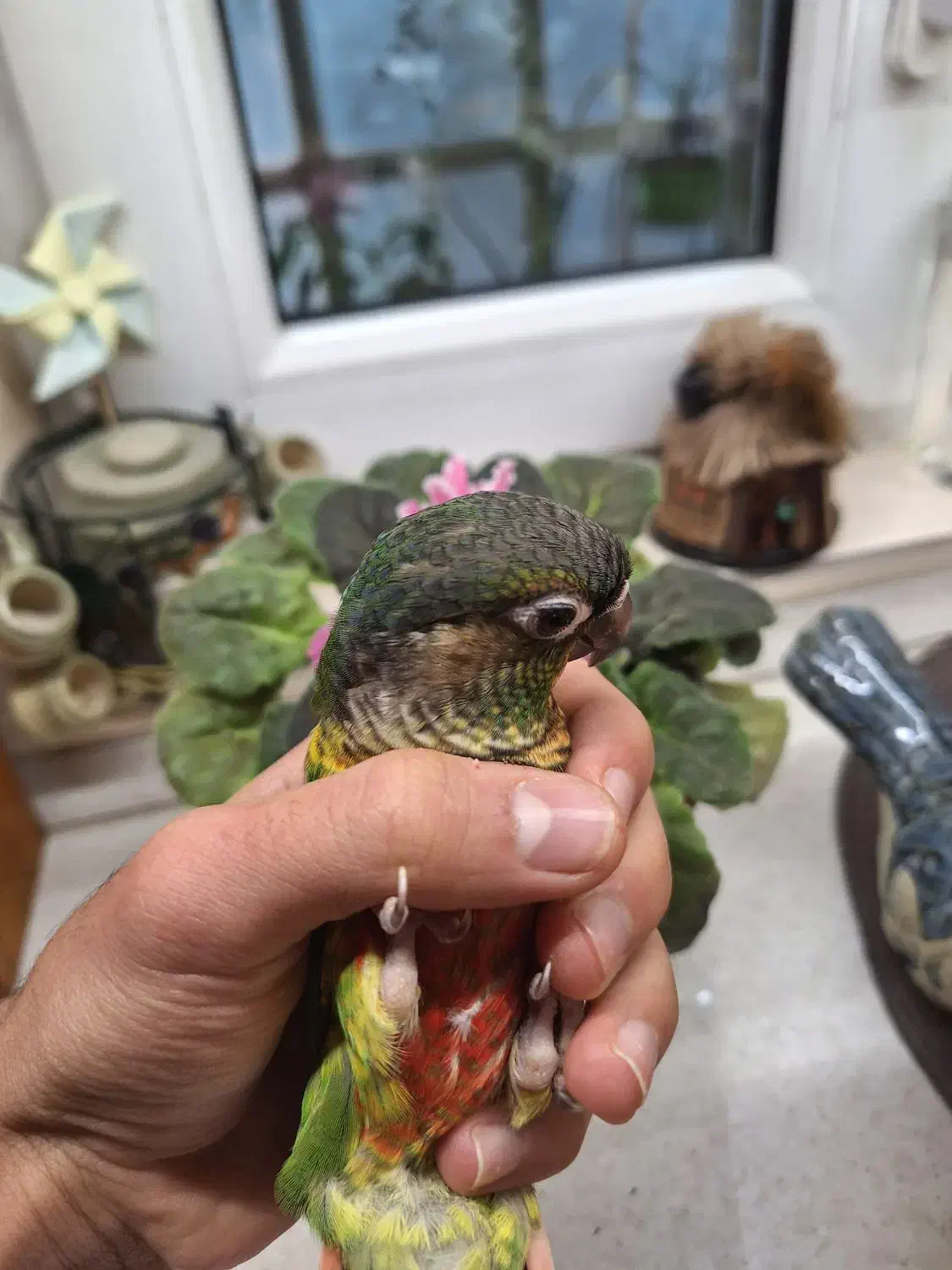 گرینچیک دستی|پرنده|شیراز, فرهنگ شهر|دیوار