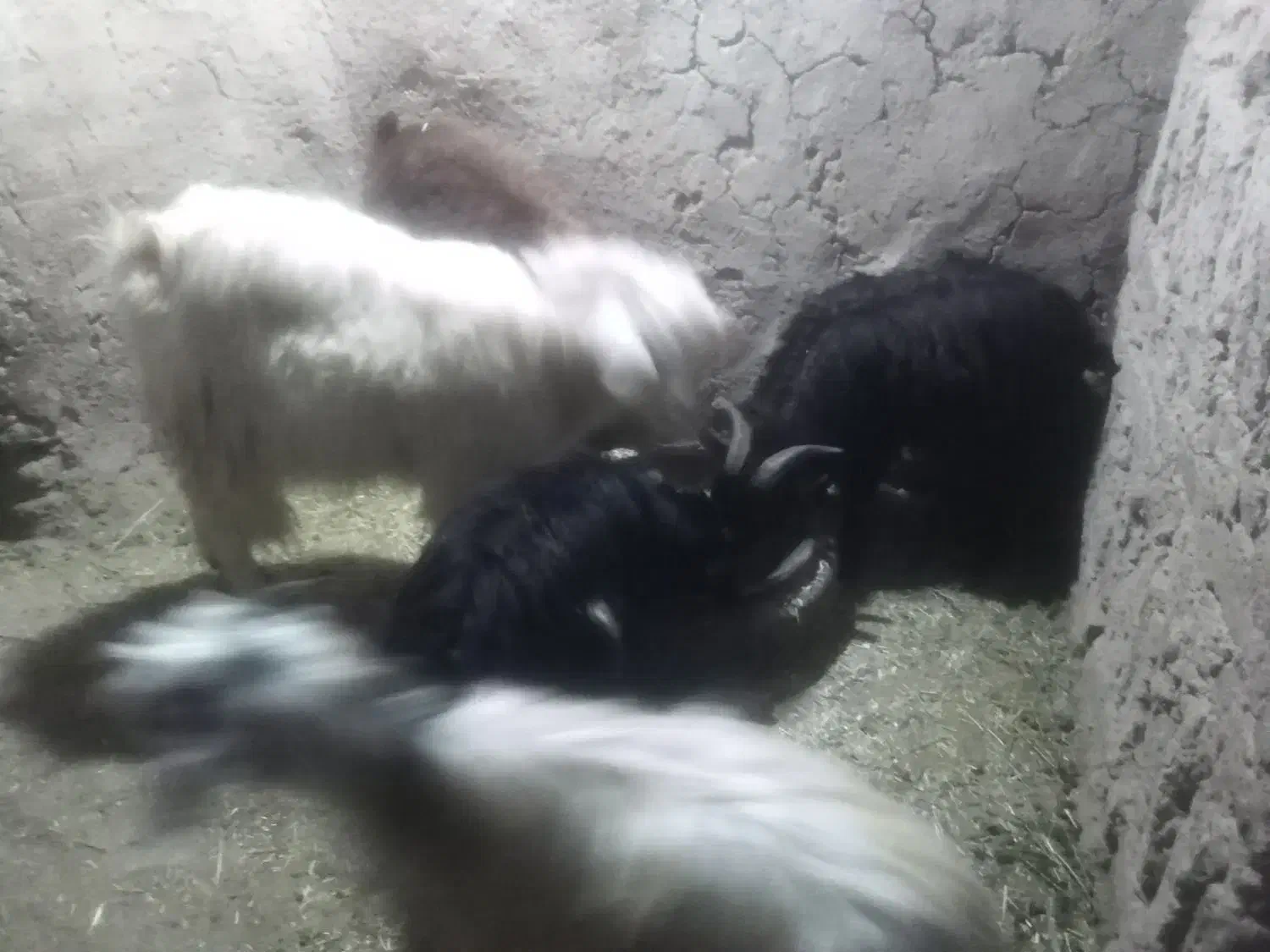 بزن|حیوانات مزرعه|قروه, |دیوار