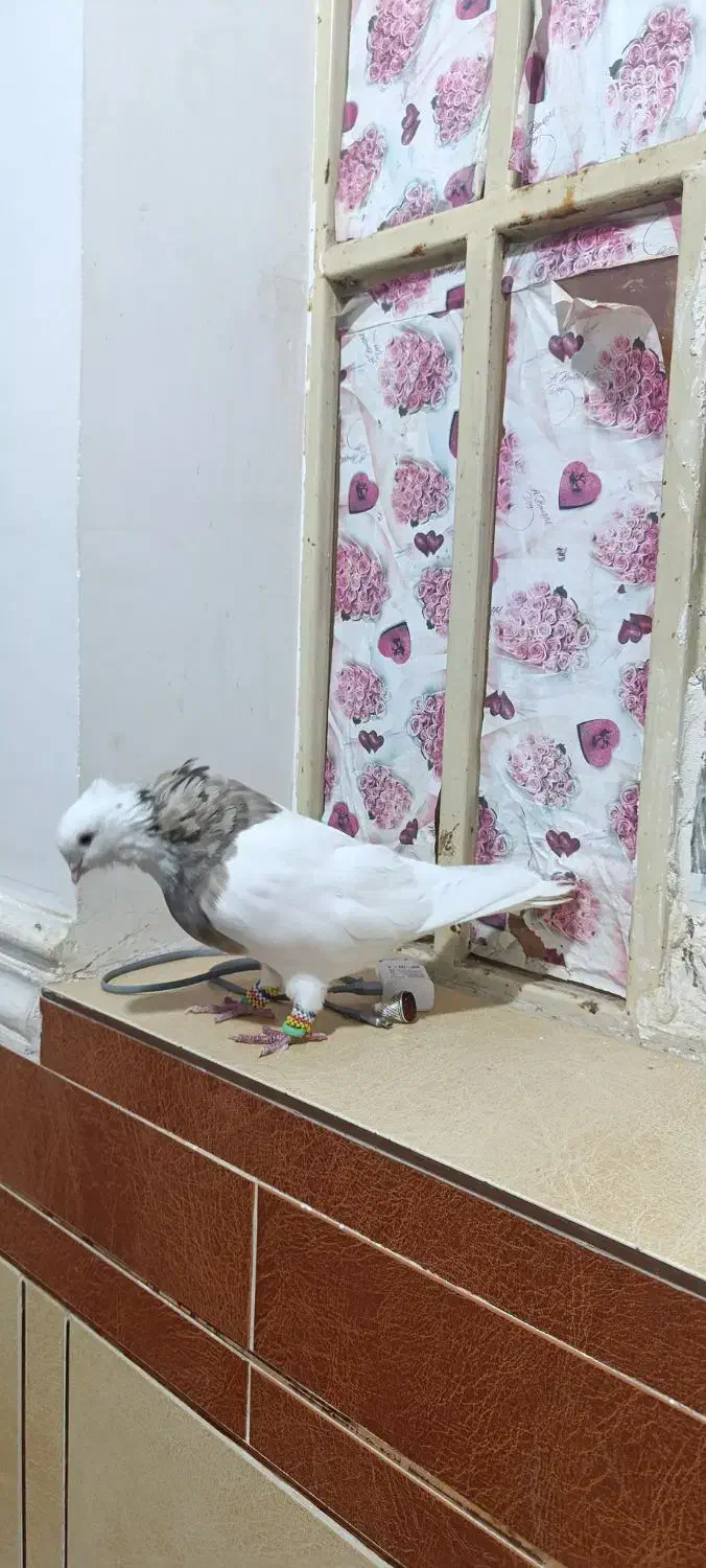 دم سفید توقی|پرنده|اهواز, ۲۴ متری|دیوار