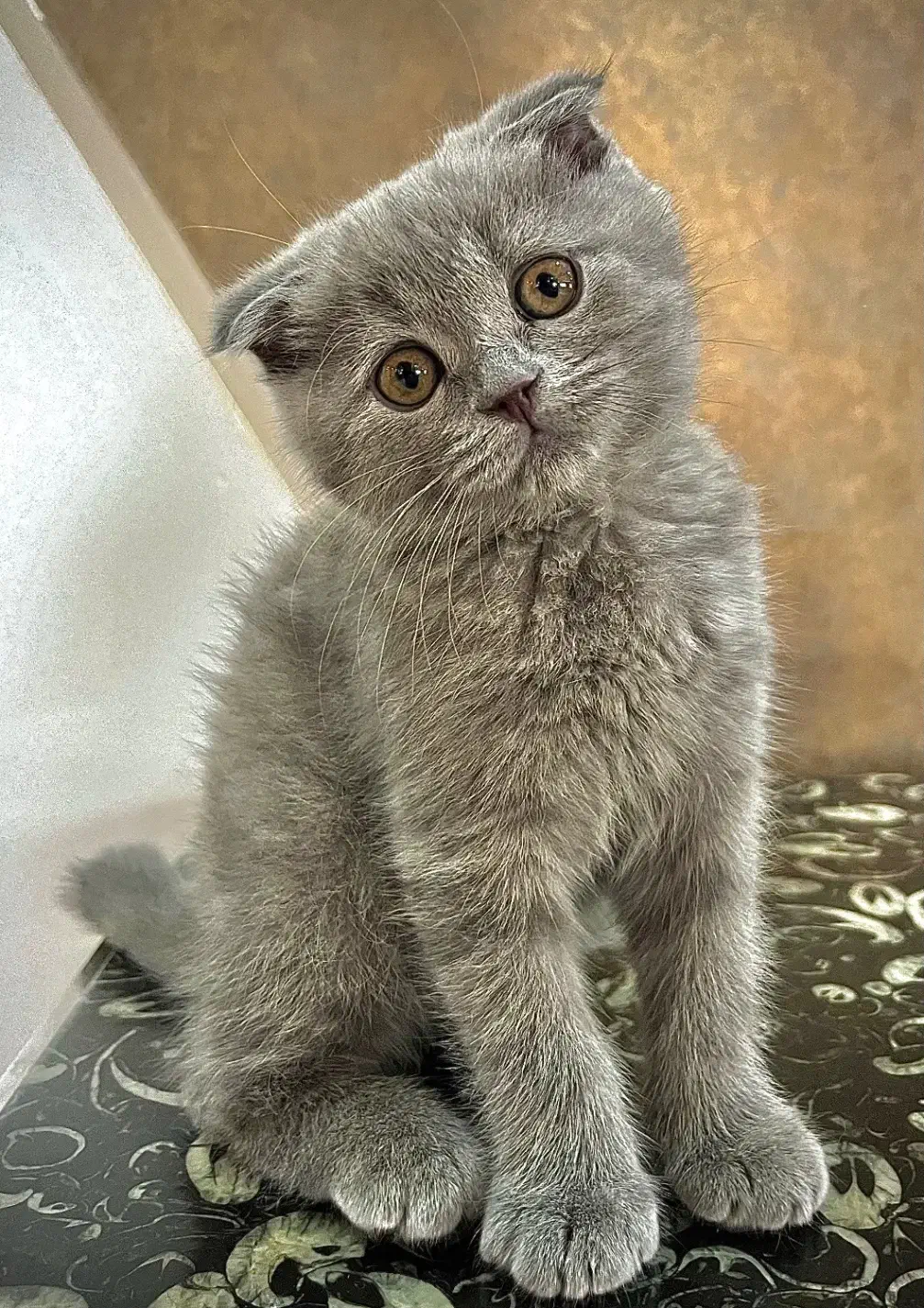 گربه اسکاتیش فول|گربه|ارومیه, |دیوار