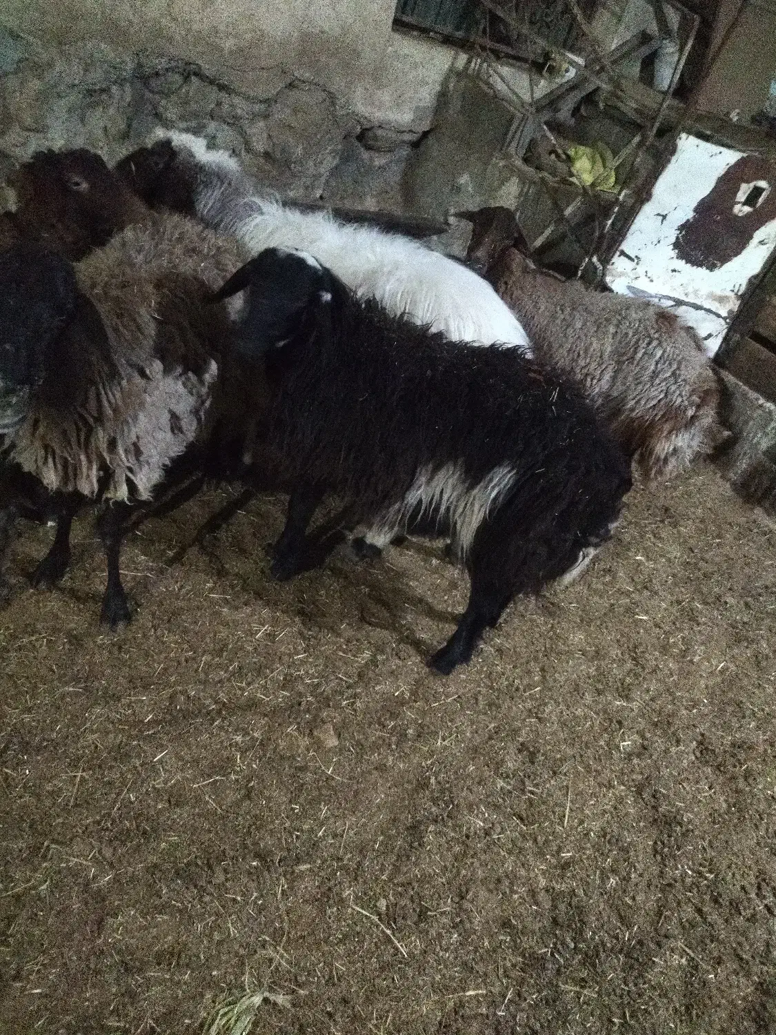 گوسفند زنده|حیوانات مزرعه|رودهن, |دیوار