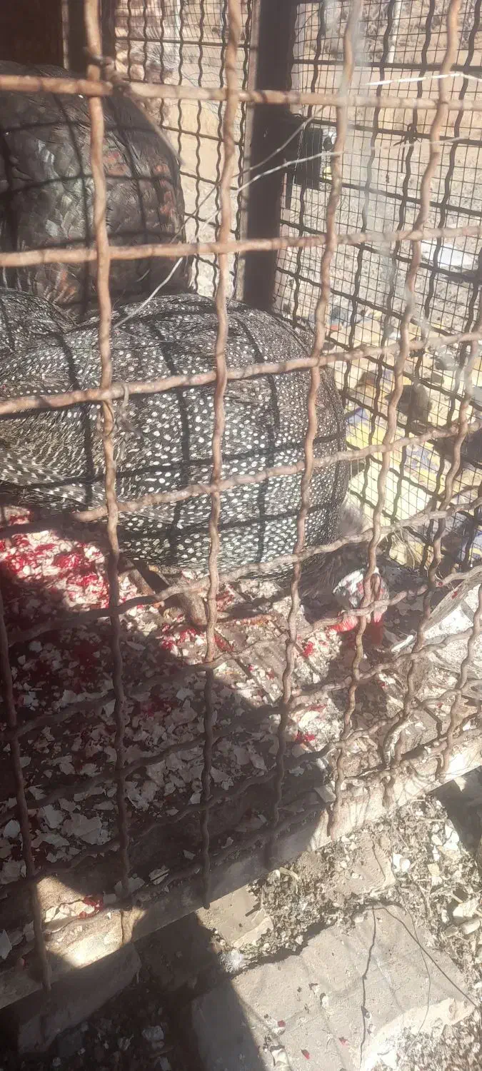 ۲عدد بوقلمون نر و ۲ عدد هشترخانی نرو ماده|حیوانات مزرعه|دشتابی, |دیوار