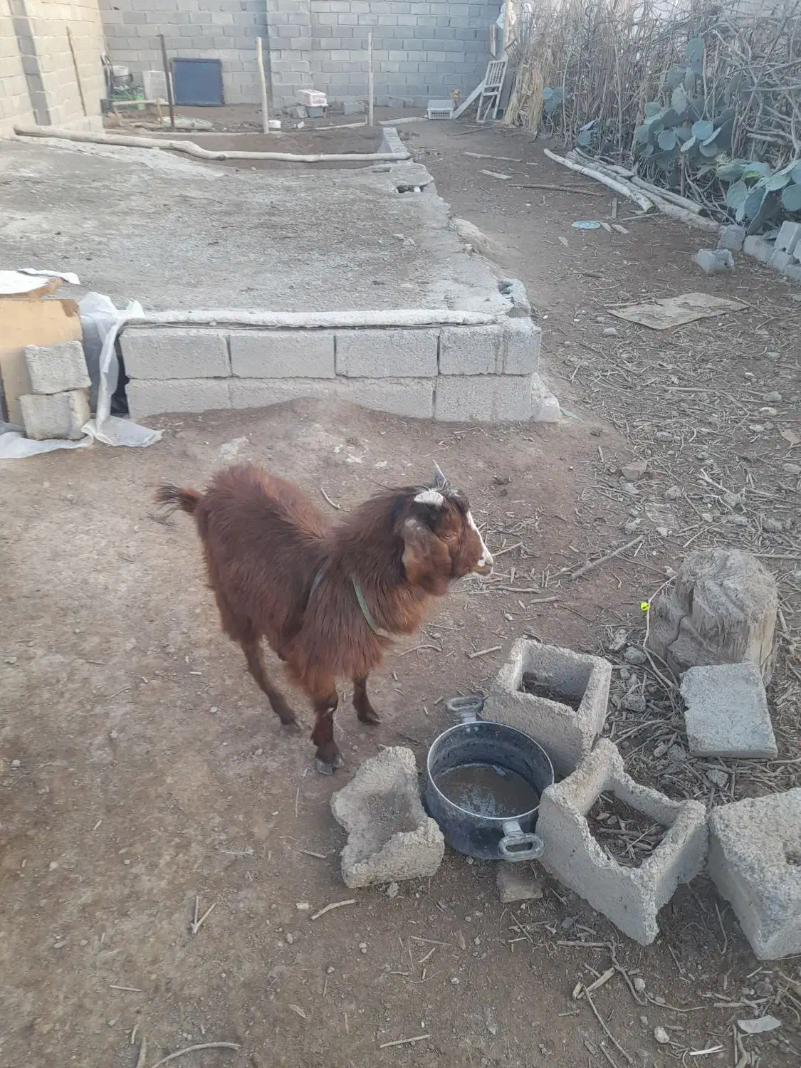 یک بز دارم ۱۰ میلیون نر هست|حیوانات مزرعه|صباشهر, |دیوار