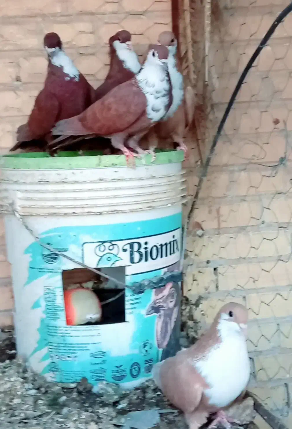 کفتر فروشی کرباتی|پرنده|بهرمان, |دیوار