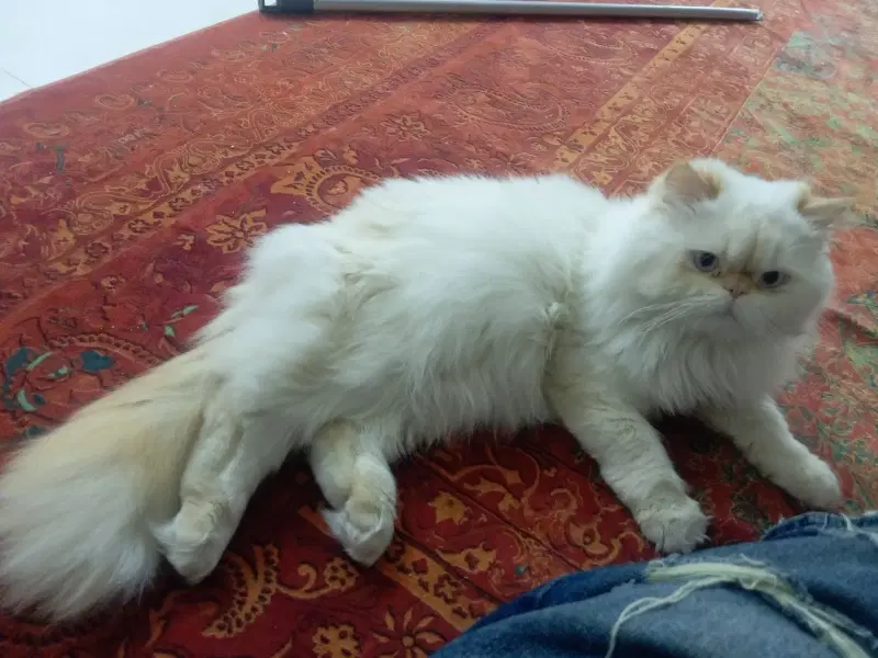 گربه|گربه|بوشهر, |دیوار