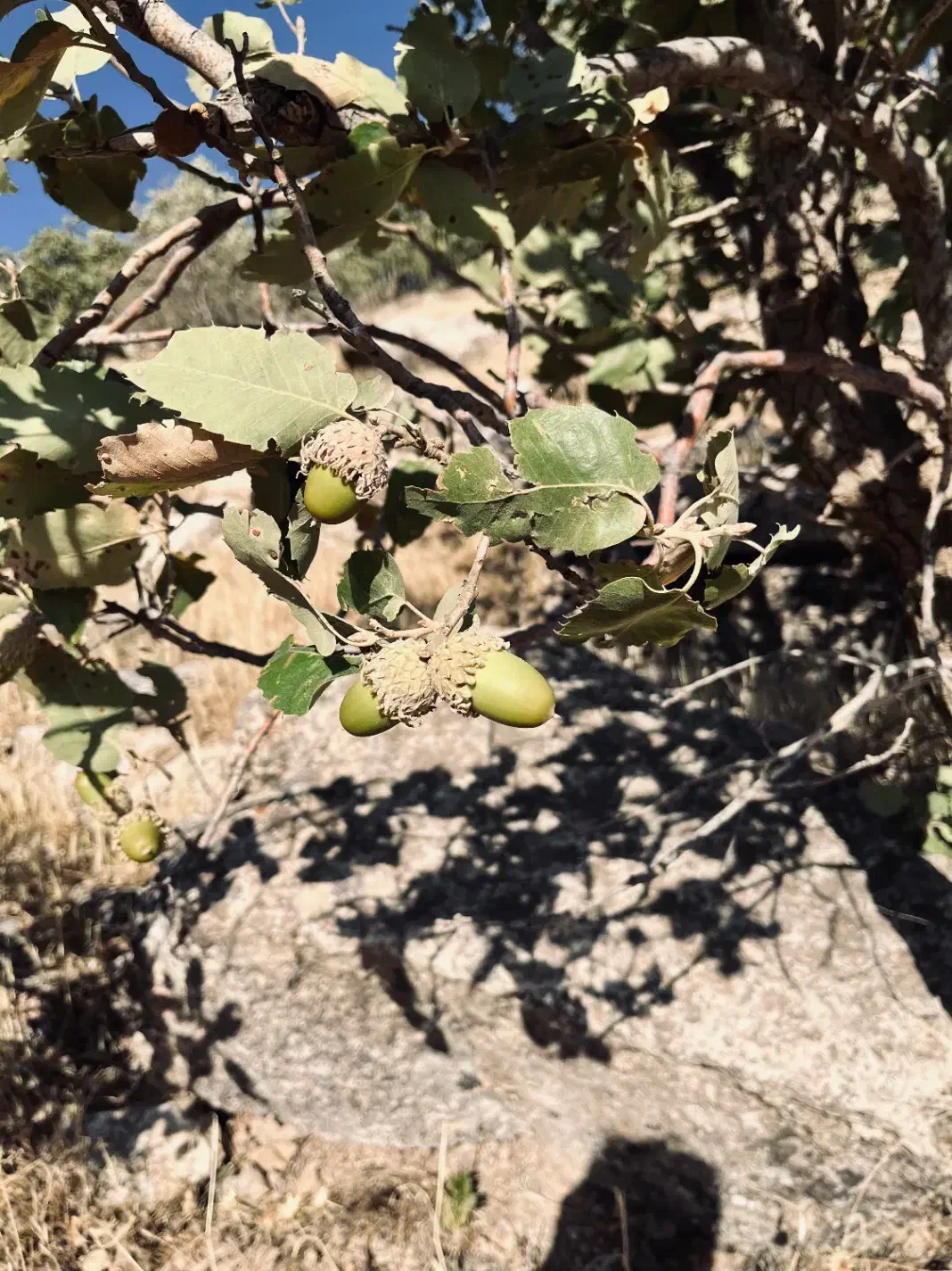 باغبانی و جابجایی وسایل سنگین|خدمات باغبانی و درختکاری|کرمانشاه, |دیوار