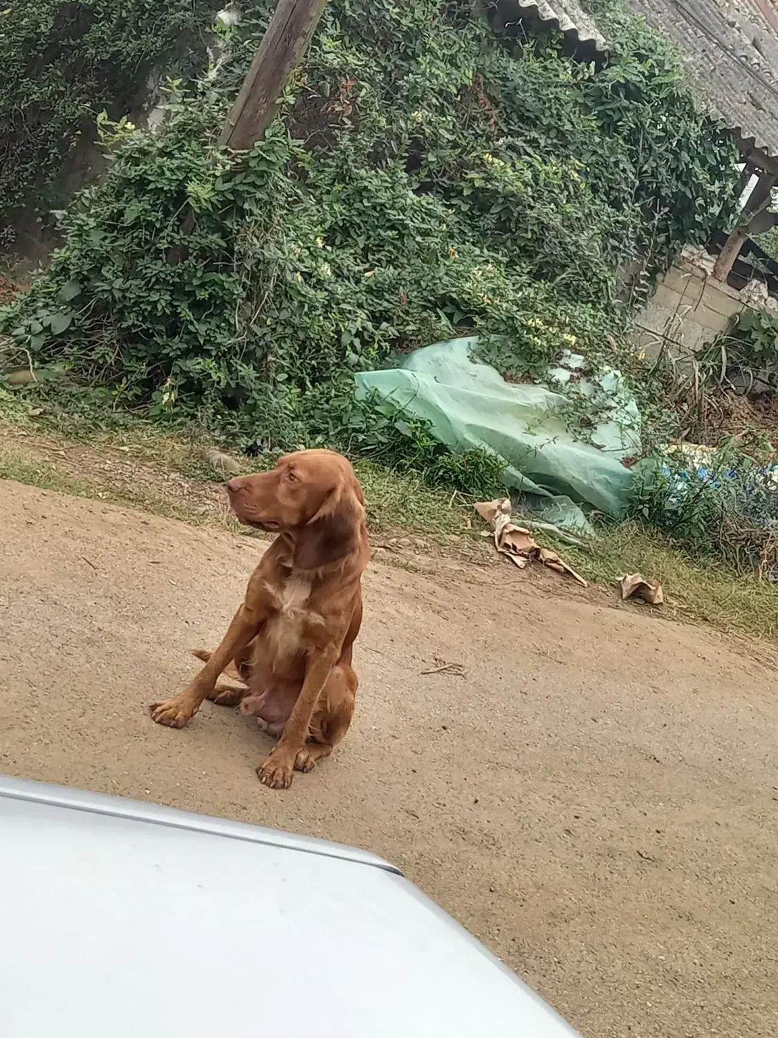 سگ شکاری نر|سگ|رشت, گلسار|دیوار