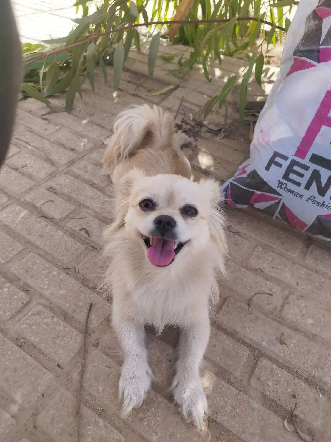 سگ  پامر|سگ|سرپل ذهاب, |دیوار