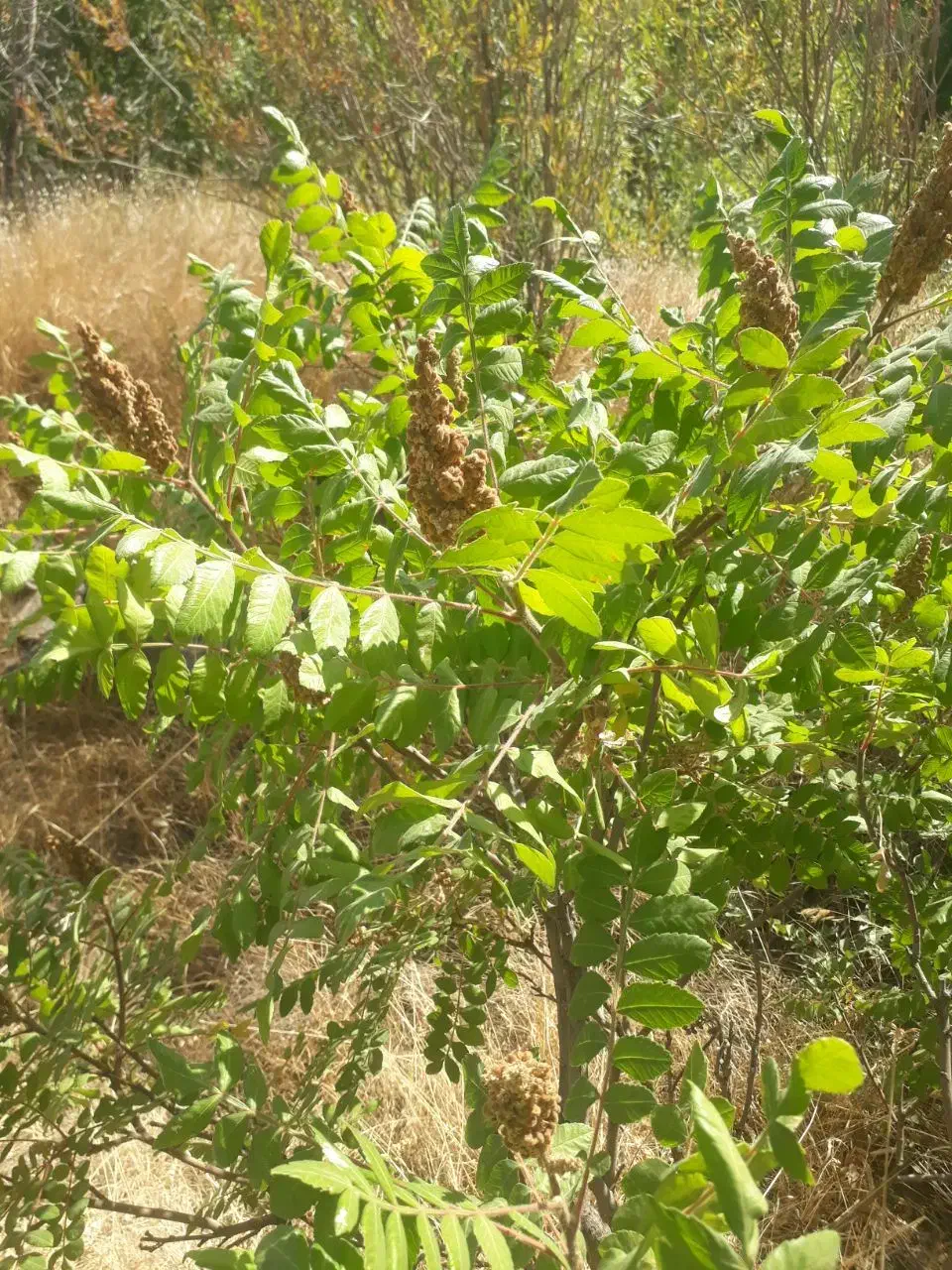 فروش باغ کشاورزی|فروش دفتر صنعتی، کشاورزی، تجاری|سنندج, |دیوار