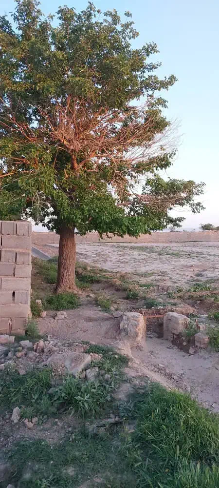 زمین مخصوص باغ و باغچه|فروش زمین و ملک کلنگی|جوادآباد, |دیوار