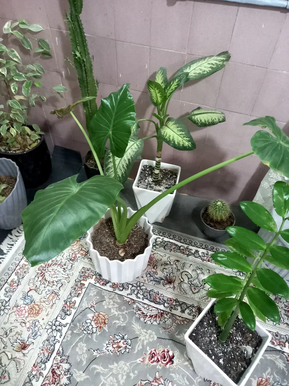 ۱۲ عدد گل و گیاه طبیعی  فقط ۷ ملیون|گل و گیاه طبیعی|ورامین, شهرک مدرس|دیوار