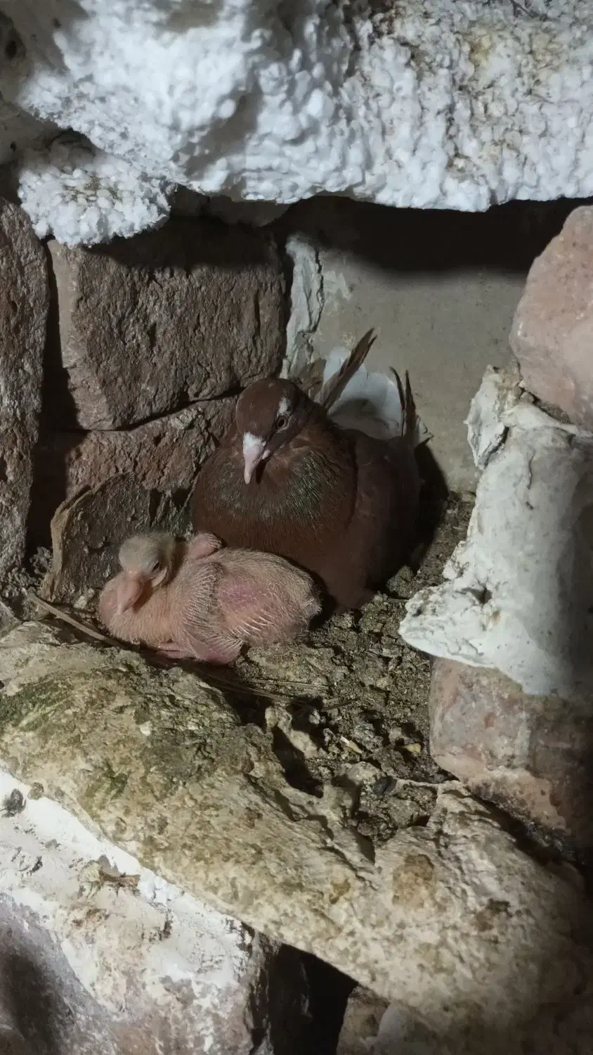 کبوتر دم سفید|پرنده|گناباد, |دیوار