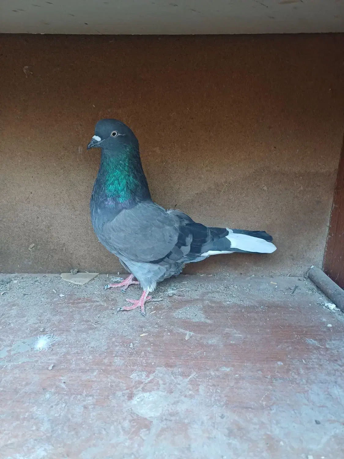 فروش کبوتر هایه پرشی|پرنده|سورک, |دیوار