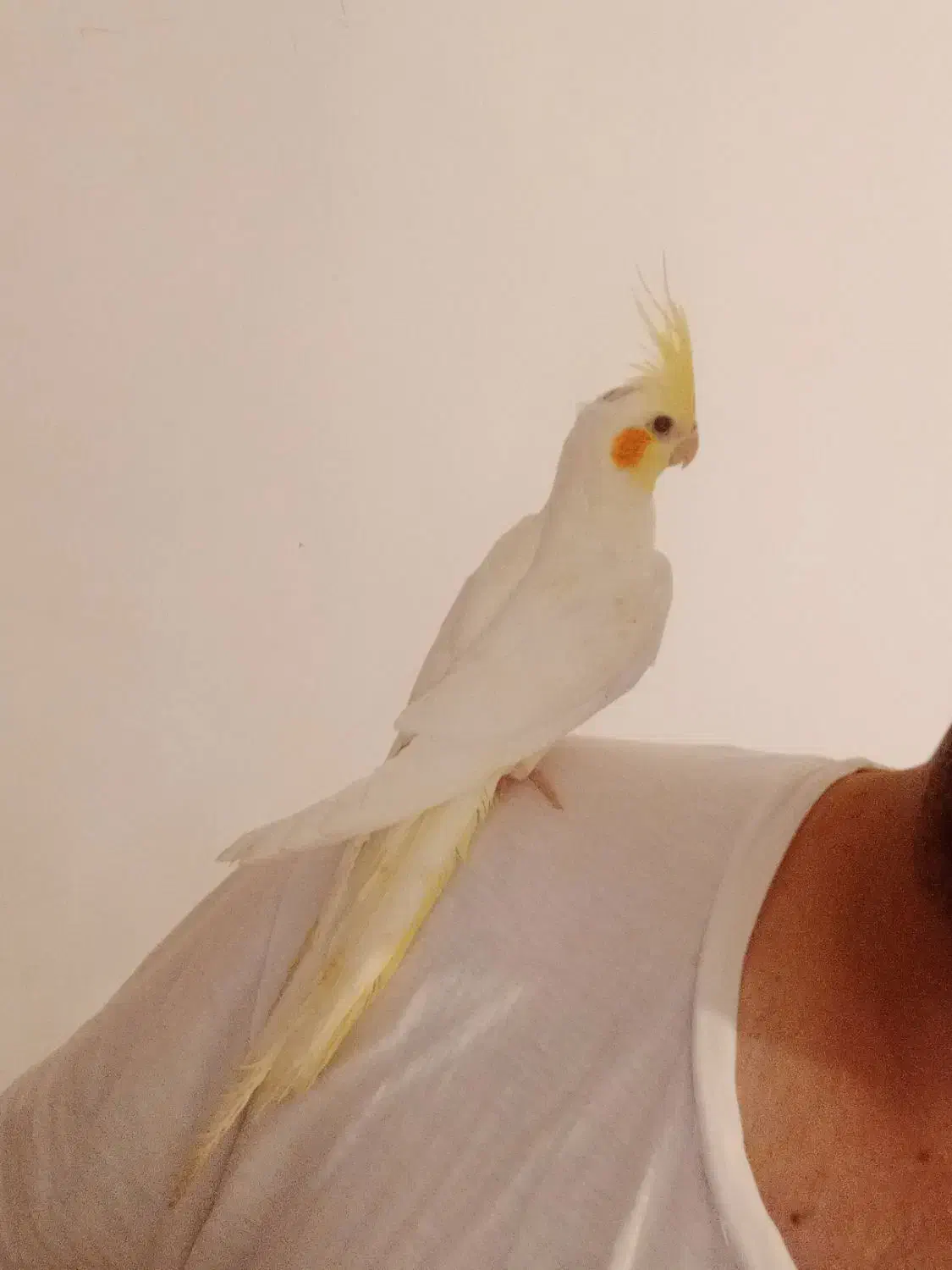 عروس هلندی نر رام|پرنده|کنگاور, |دیوار