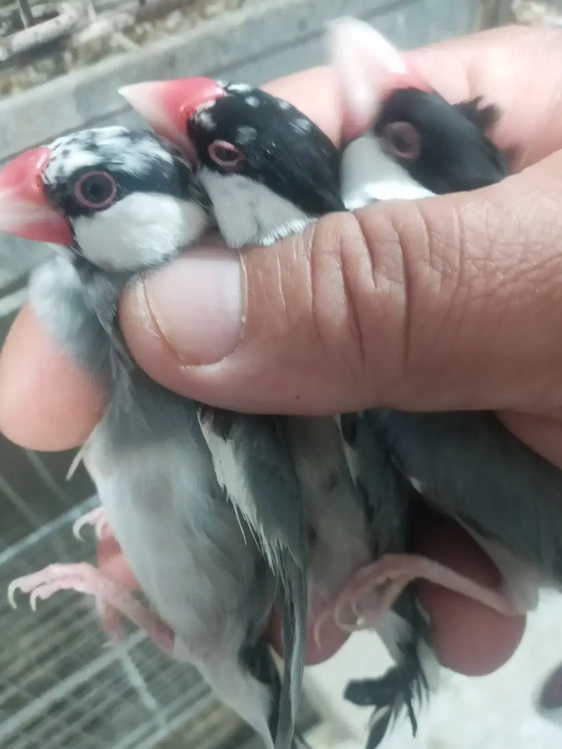 فنچ نرگسی شکلاتی|پرنده|اردبیل, |دیوار