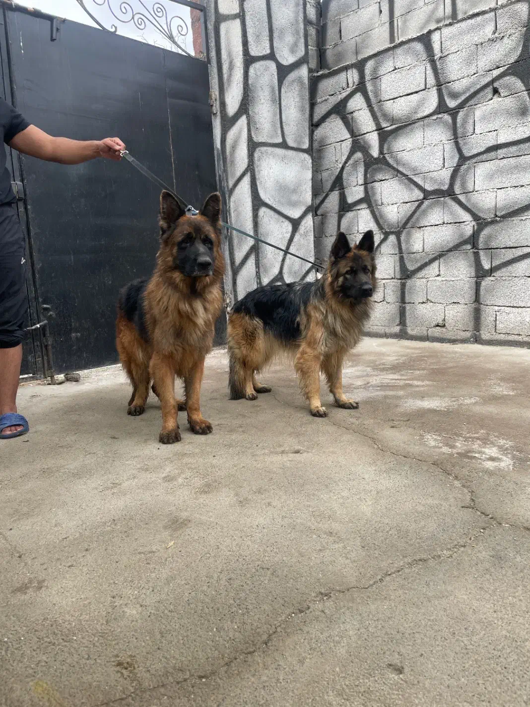 فروش یک جفت ژرمن شولاین|سگ|محمدشهر, محمدشهر|دیوار