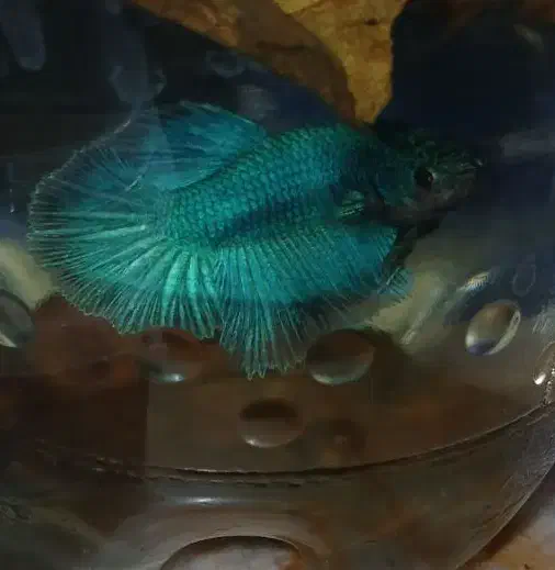 ماهی فایتر|ماهی|تبریز, |دیوار