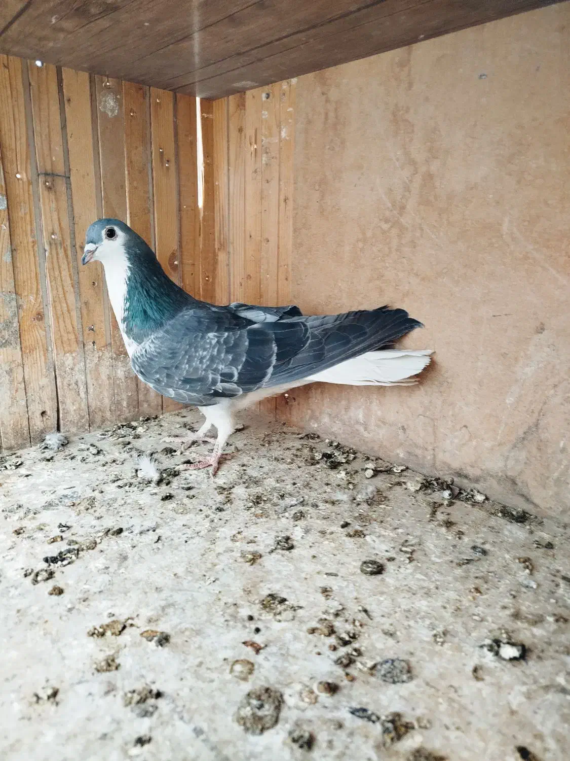 سینه واز زره ی|پرنده|اصفهان, طاحونه|دیوار