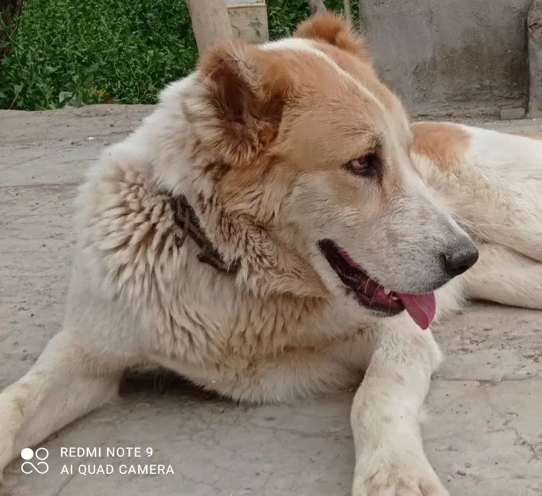 سگ ماده|سگ|سیرجان, |دیوار