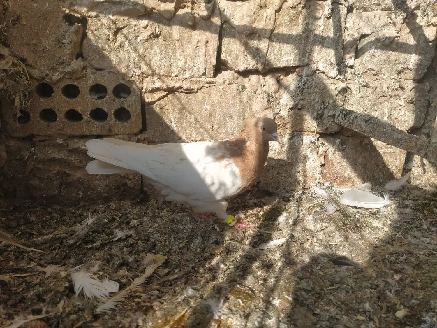 کفتر|پرنده|سبزوار, جنت|دیوار