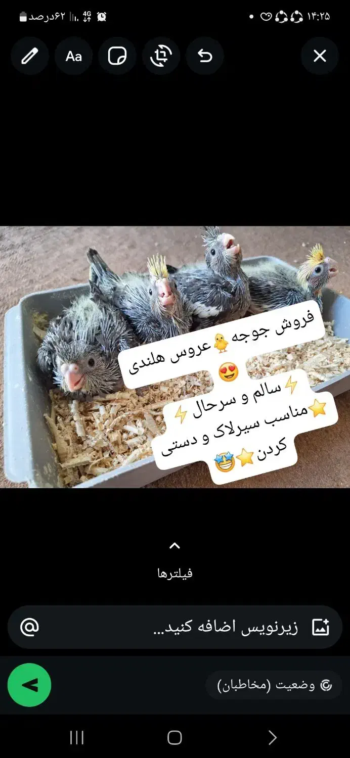 جوجه عروس هلندی|پرنده|لامرد, |دیوار