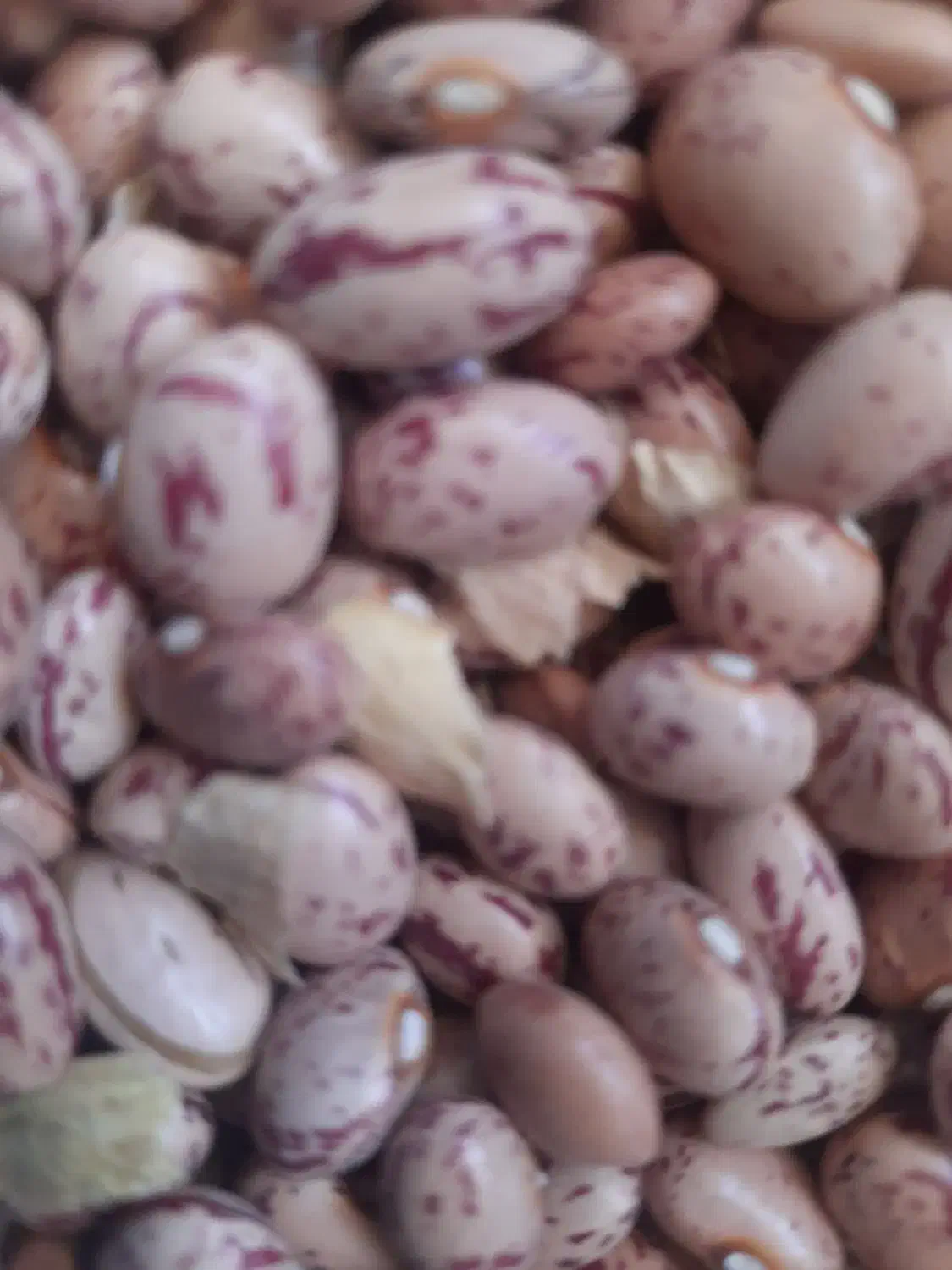 برنج و حبوبات فریدونی قیمت مناسب مناسب شادونه۳۴۰|خوردنی و آشامیدنی|بروجرد, |دیوار