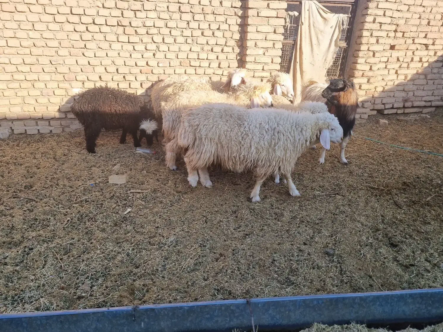 ۳بره ماده و۲ بره نر|حیوانات مزرعه|آیسک, |دیوار