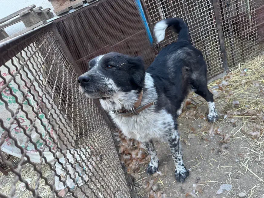 ماده سگ جوان|سگ|مشکیندشت, |دیوار