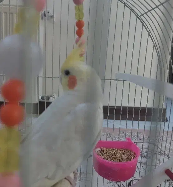 قفس عروس هلندی|لوازم جانبی حیوانات|قم, زنبیل آباد|دیوار