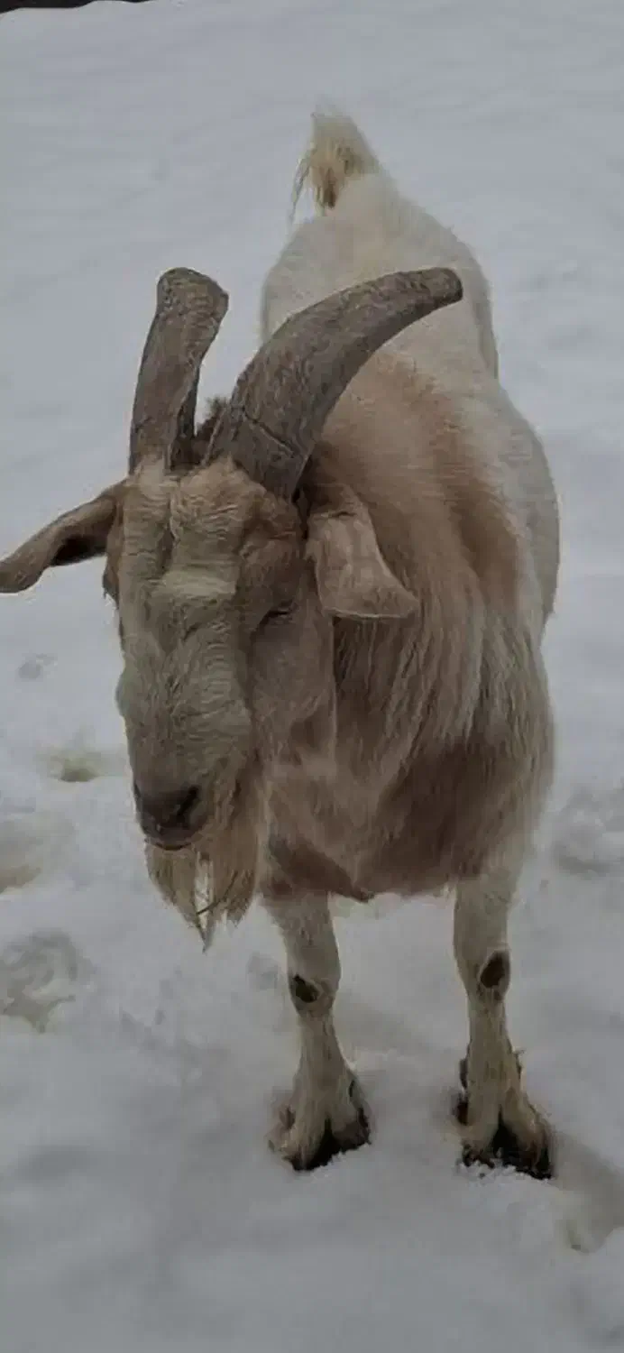 چپش بوئر ۷۵درصد|حیوانات مزرعه|اردکان, |دیوار