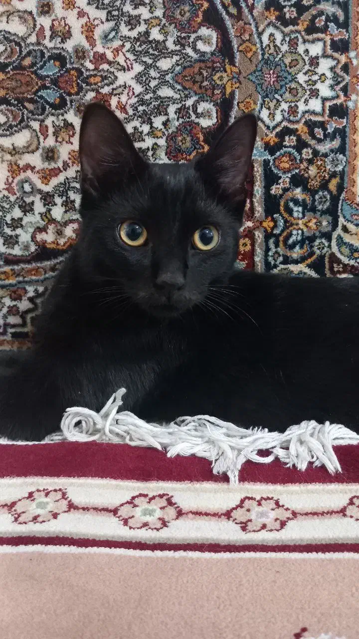 گربه گمشده|حیوانات|اقبالیه, |دیوار