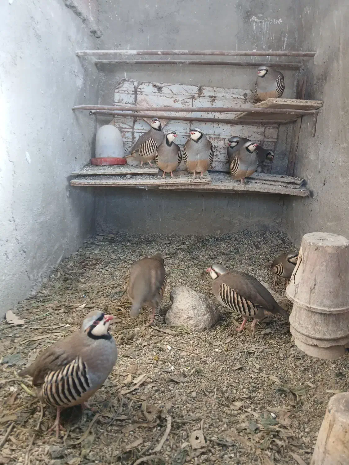 بلدرچین کوهی|پرنده|صوفیان, |دیوار