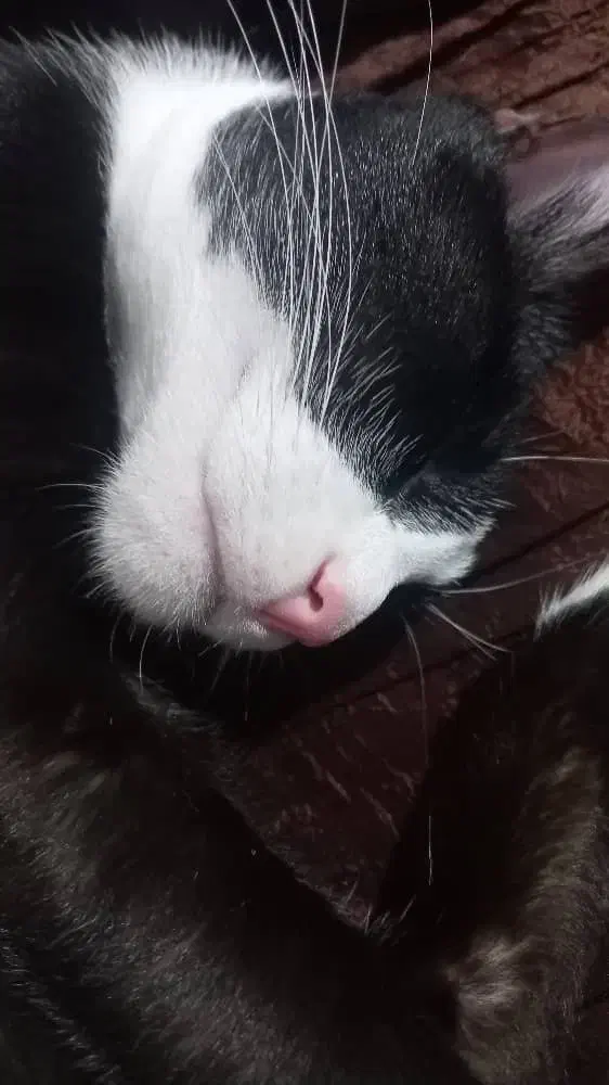 واگذاری گربه رایگان|گربه|قائم‌شهر, |دیوار