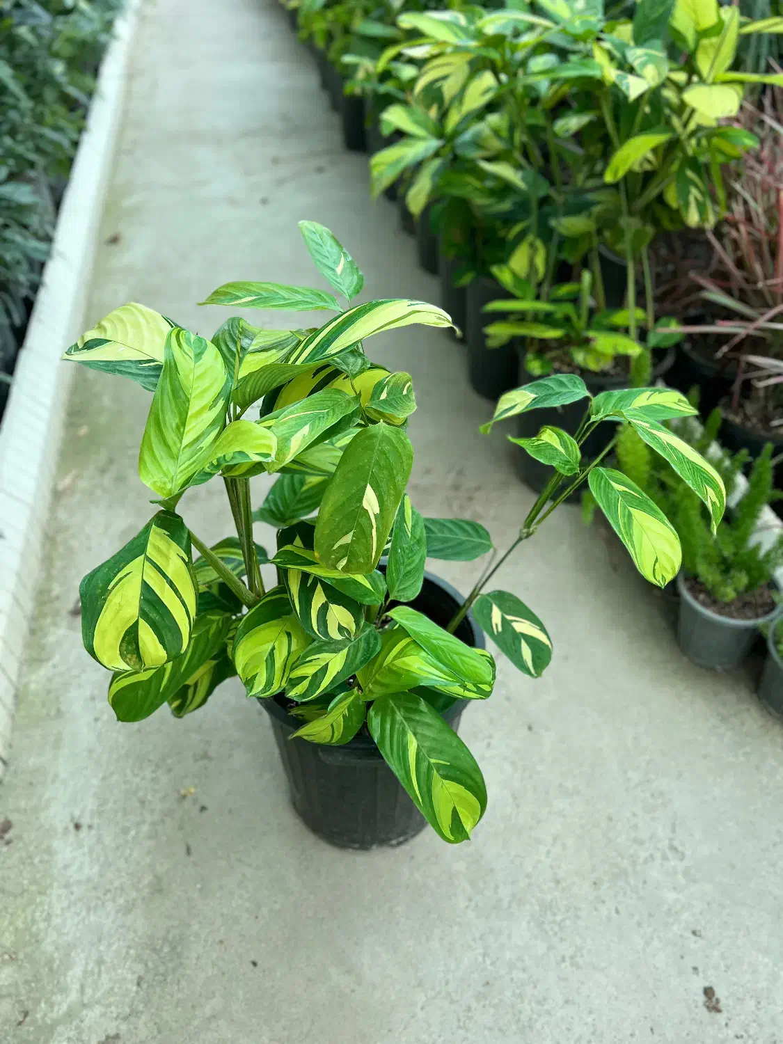 گل مارانتا ابلق در رشت|گل و گیاه طبیعی|رشت, بیجارپس|دیوار