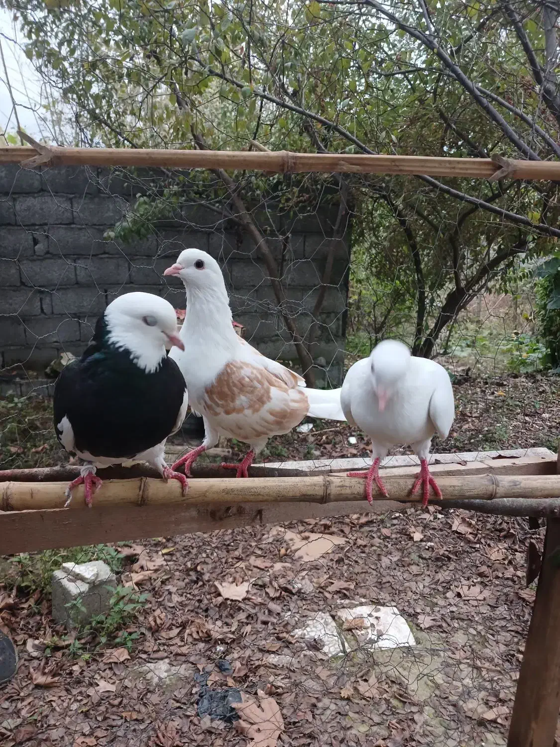 سه عدد کبوتر|پرنده|آستانه اشرفیه, |دیوار