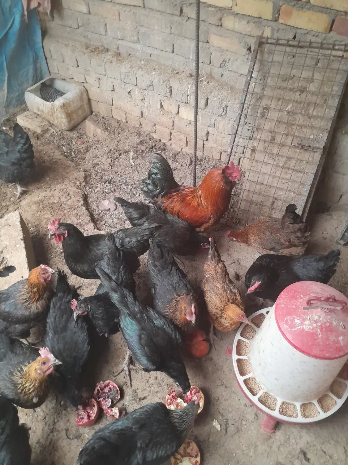 مرغ وخروس تخمگذار جوان|حیوانات مزرعه|ساوه, |دیوار