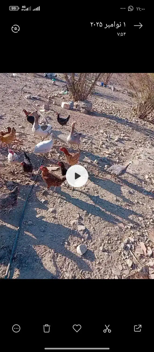 مرغ خروس|حیوانات مزرعه|جبالبارز, |دیوار