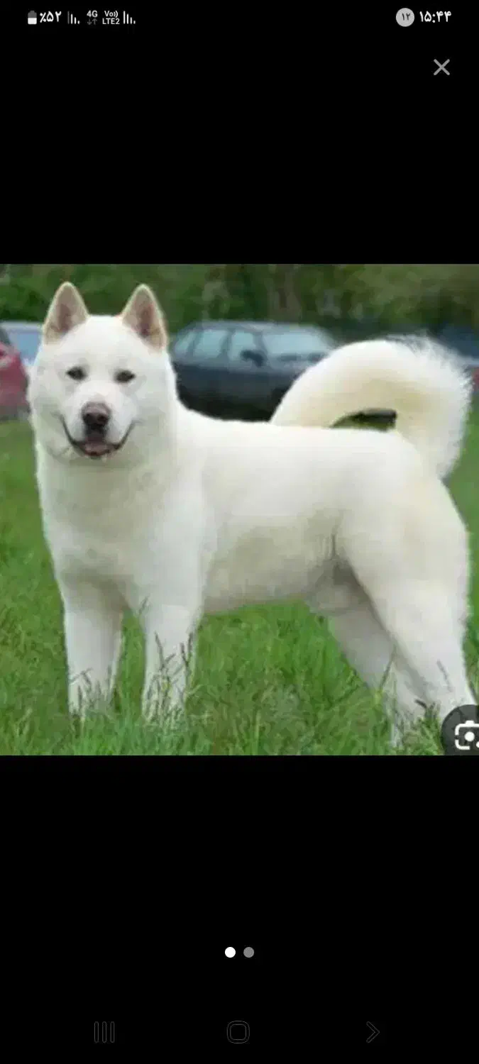 آکیتا ژاپنی|سگ|شیروان (خراسان), |دیوار