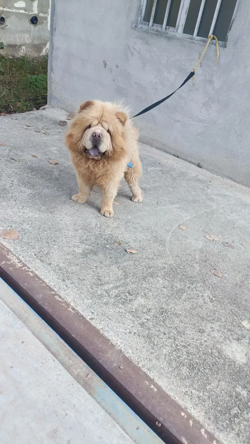 چاو چاو جهت کشش|سگ|قائمشهر, |دیوار