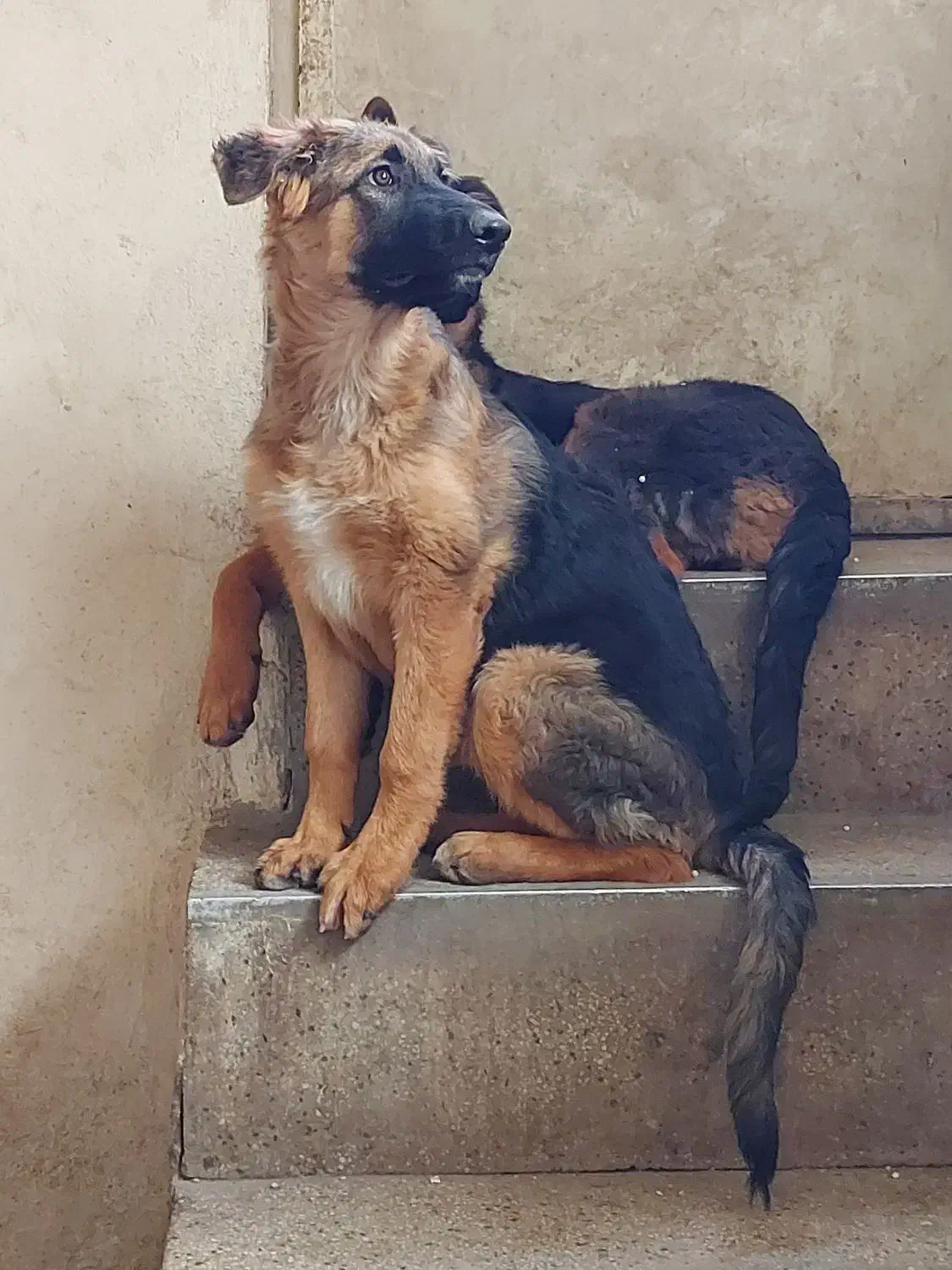 ژرمن شولاین ماده ۵ ماهه|سگ|همدان, |دیوار